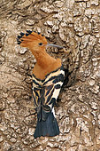 Hoopoe (Upupa epops africana) coming to her nest in a cavity of a tree to feed the chicks with a caterpilar in her beak. Kruger NP. South africa
