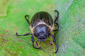 Black cockchafer (Amphimallon atrum) on an oak leaf, Lorry-Mardigny, Lorraine, France