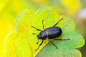 Black cockchafer (Amphimallon atrum) on an oak leaf, Lorry-Mardigny, Lorraine, France