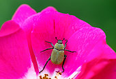 Monkey beetle (Hoplia argentea) on a flower, Bouxières aux dames, Lorraine, France