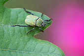 Monkey beetle (Hoplia argentea) on a leaf, Bouxières aux dames, Lorraine, France