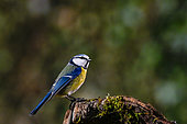 Blue tit (Cyanistes caeruleus) on a stump in a garden, Lorraine, France