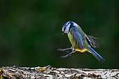 Blue tit (Cyanistes caeruleus) in flight in a garden, Lorraine, France