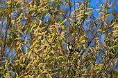 Great tit (Parus major) on a willow branch, Belval sur Argonne Nature Reserve, Marne, France
