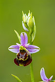 Flower of Late Spider orchid (Ophrys fuciflora), protected natural site of the Troussey limestone lawn, Lorraine, France