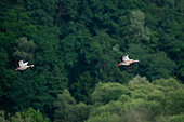 Egyptian geese (Alopochen aegyptiacus) in flight, Moselle river bank, Mangonville, Lorraine, France