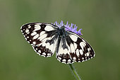 Marbled White (Melanargia galathea) on flower, Plateau de Bouxieres aux Dames, Lorraine, France