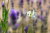 Large Skipper (Pieris napi), summer generation, on Lavender flowers in the garden, Bouxières aux dames, Lorraine, France