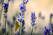 Large Skipper (Ochlodes sylvanus) on Lavender flowers in the garden, Bouxières aux dames, Lorraine, France