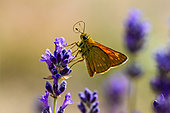 Large Skipper (Ochlodes sylvanus) on Lavender flowers in the garden, Bouxières aux dames, Lorraine, France