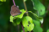 Ringlet (Aphantopus hyperantus) on a leaf, Lorry-Mardigny, Lorraine, France