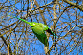 Rose-ringed Parakeet (Psittacula krameri) in flight, Parc Sainte Marie, Nancy, Lorraine, France