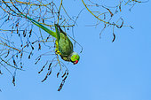 Rose-ringed Parakeet (Psittacula krameri) eating dried pods on a tree, Parc Sainte Marie, Nancy, Lorraine, France