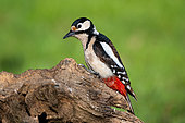 Spotted Woodpecker (Dendrocopos major) on a stump in the garden, Marbache, Lorraine, France