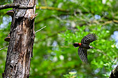 Great Spotted woodpecker (Dendrocopos major) in flight, Meurthe river bank, Moulin Noir Champigneulles, Lorraine, France