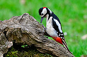 Spotted Woodpecker (Dendrocopos major) on a stump in the garden, Marbache, Lorraine, France
