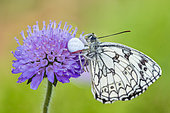 Goldenrod Spider (Misumena vatia), a crab spider that has captured a Marbled White butterfly (Melanargia galathea) on a flower, Lorraine, France