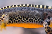 Alpine newt (Ichthyosaura alpestris -ex Triturus alpestris), male, France