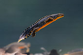 Alpine newt (Ichthyosaura alpestris -ex Triturus alpestris), male swimming, France