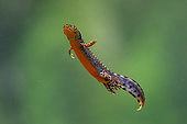 Alpine newt (Ichthyosaura alpestris -ex Triturus alpestris), male swimming, France