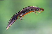 Alpine newt (Ichthyosaura alpestris -ex Triturus alpestris), male swimming, France