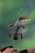 Alpine newt (Ichthyosaura alpestris -ex Triturus alpestris), male swimming, France