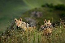 A pair of Black-backed jackals (Canis mesomelas) stand alert in the grasslands of Giant's Castle Game Reserve, uKhahlamba Drakensberg Park, KwaZulu-Natal, South Africa, in golden light.
