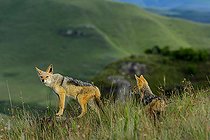 A pair of Black-backed jackals (Canis mesomelas) stand alert in the grasslands of Giant's Castle Game Reserve, uKhahlamba Drakensberg Park, KwaZulu-Natal, South Africa, in golden light.