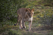 Lioness (Panthera leo) walking gracefully across the open veld near Gqeberha, Eastern Cape, South Africa. Ideal for wildlife, safari, predator, and African nature-themed creative or editorial use.