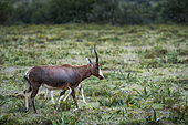 Blesbok or blesbuck (Damaliscus pygargus phillipsi) is a subspecies of the bontebok antelope, In open veld. Near Gqeberha (formally Port Elizabeth), Eastern Cape. South Africa