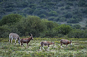 Blesbok or blesbuck (Damaliscus pygargus phillipsi) is a subspecies of the bontebok antelope, In open veld. Near Gqeberha (formally Port Elizabeth), Eastern Cape. South Africa