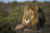 Close-up of a majestic male lion (Panthera leo) peering through lush bushveld near Gqeberha, Eastern Cape, South Africa. Perfect for wildlife, safari, and nature-themed projects or editorials.