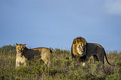 Majestic lion and lioness (Panthera leo) in their natural habitat near Gqeberha, Eastern Cape, South Africa. Perfect for wildlife, safari, and African nature projects.