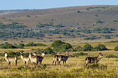 Waterbuck (Kobus ellipsiprymnus), a large antelope found widely in sub-Saharan Africa. Near Gqeberha (Port Elizabeth). Eastern Cape. South Africa