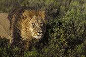 Close-up of a majestic male lion (Panthera leo) peering through lush bushveld near Gqeberha, Eastern Cape, South Africa. Perfect for wildlife, safari, and nature-themed projects or editorials.