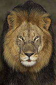 Close-up of a majestic male lion (Panthera leo) peering through lush bushveld near Gqeberha, Eastern Cape, South Africa. Perfect for wildlife, safari, and nature-themed projects or editorials.