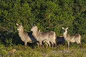 Waterbuck (Kobus ellipsiprymnus), a large antelope found widely in sub-Saharan Africa. Near Gqeberha (Port Elizabeth). Eastern Cape. South Africa