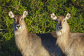 Waterbuck (Kobus ellipsiprymnus), a large antelope found widely in sub-Saharan Africa. Near Gqeberha (Port Elizabeth). Eastern Cape. South Africa