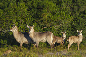 Waterbuck (Kobus ellipsiprymnus), a large antelope found widely in sub-Saharan Africa. Near Gqeberha (Port Elizabeth). Eastern Cape. South Africa