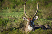 Waterbuck (Kobus ellipsiprymnus) male, a large antelope found widely in sub-Saharan Africa. Near Gqeberha (Port Elizabeth). Eastern Cape. South Africa