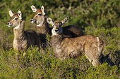 Waterbuck (Kobus ellipsiprymnus) calves, a large antelope found widely in sub-Saharan Africa. Near Gqeberha (Port Elizabeth). Eastern Cape. South Africa