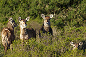 Waterbuck (Kobus ellipsiprymnus) calves, a large antelope found widely in sub-Saharan Africa. Near Gqeberha (Port Elizabeth). Eastern Cape. South Africa