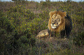 Close-up of a majestic male lion (Panthera leo) peering through lush bushveld near Gqeberha, Eastern Cape, South Africa. Perfect for wildlife, safari, and nature-themed projects or editorials.