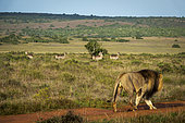 Lion (Panthera leo) walking past a small herd of alert waterbuck in natural bushveld near Gqeberha, Eastern Cape, South Africa. Ideal for wildlife, predator-prey, or African safari-themed projects.