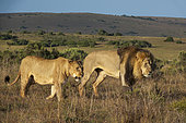 Majestic lion and lioness (Panthera leo) in their natural habitat near Gqeberha, Eastern Cape, South Africa. Perfect for wildlife, safari, and African nature projects.