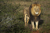Majestic male lion stands proudly in the African savanna beside a thorny acacia bush, bathed in golden sunlight. Near Gqeberha (Port Elizabeth). Eastern Cape. South Africa.
