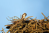 Osprey (Pandion haliaetus) female at sunrise in her nest, Pouilly sur Loire area, Nièvre, France