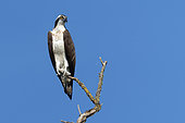 Male Osprey (Pandion haliaetus) on a dead tree, La Charité sur Loire, Nièvre, France