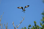 Male Osprey ( Pandion haliaetus) flying from a dead tree near the Loire, la Charité sur Loire, Nièvre, France