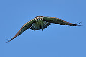 Osprey (Pandion haliaetus) in flight near the Loire, Nièvre, France